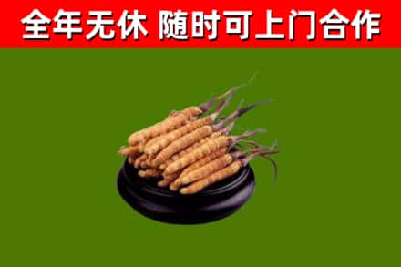 德州回收散虫草